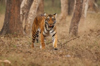 Tygr - Panthera tigris - Tiger o2967